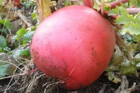 冬天为什么要吃萝卜 冬天为什么要吃萝卜