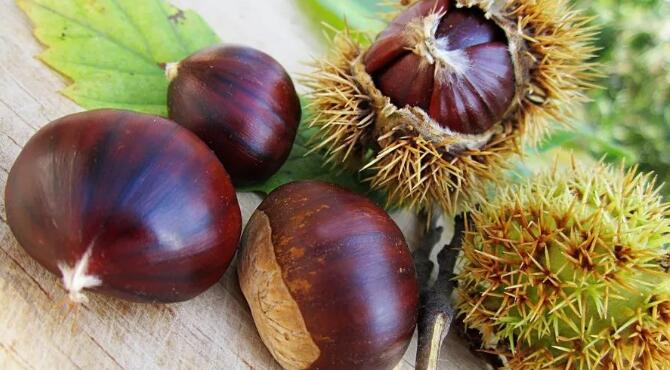 举个“栗子”,吃一个冬天 举个“栗子”,吃一个冬天