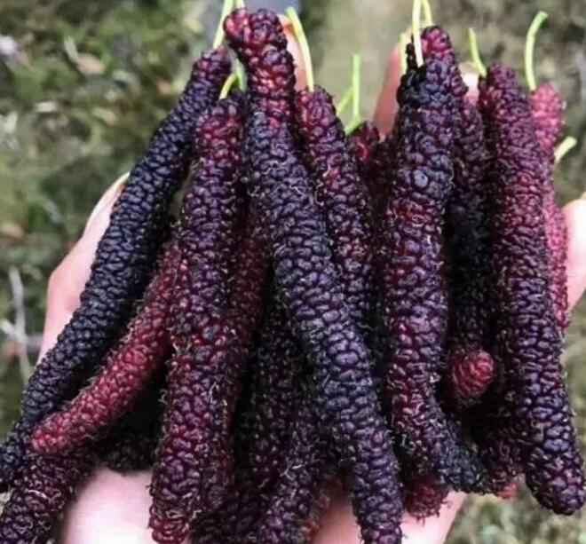 尿酸高别光吃药!秋后多吃“碱性食物” 尿酸高别光吃药!秋后多吃“碱性食物”