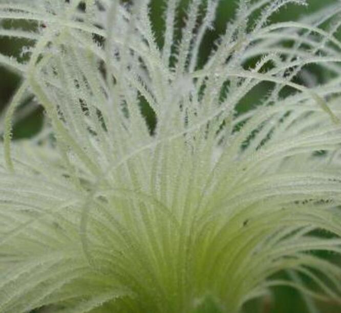 玉米须茶 龙须茶袋泡茶 玉米须茶 龙须茶袋泡茶