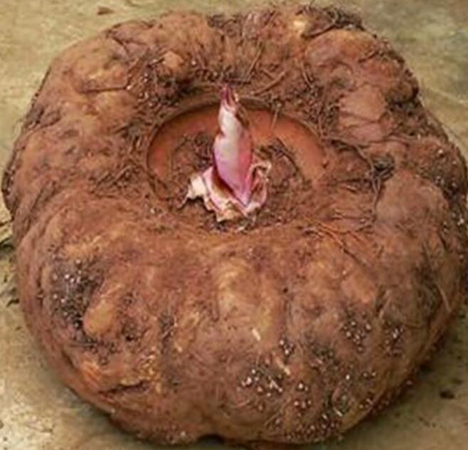 葛根木瓜魔芋粉 葛根木瓜魔芋粉