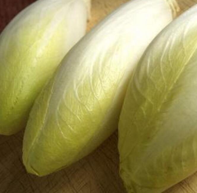 菊苣栀子茶降葛根尿酸高 菊苣栀子茶降葛根尿酸高