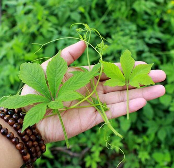 野生猫须草 野生猫须草