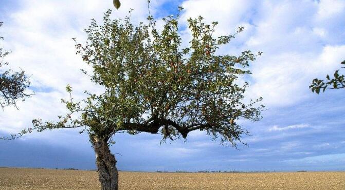 强直合并髋关节病变的思考_郑州强直医院 强直合并髋关节病变的思考_郑州强直医院