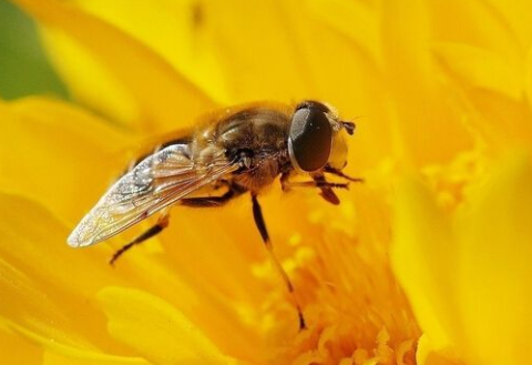 风湿病可以用蜜蜂蛰的方法治疗吗?郑州风湿病医院 郑州风湿病医院.png