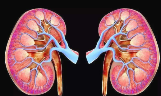 肾结核切肾后容易得痛风吗?河南省专业痛风医院 河南省专业痛风医院.png